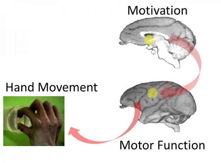 Diagram of the brain with NA highlighted and a picture of a hand grasping a lid.