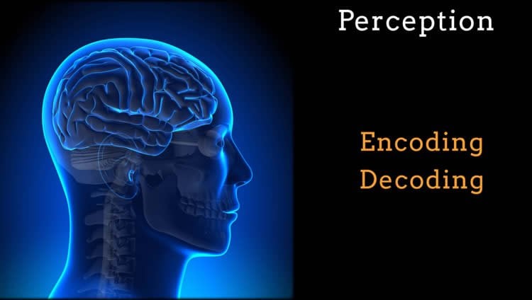 Image shows the outline of a human head in blue next to the words perception, encoding and decoding.