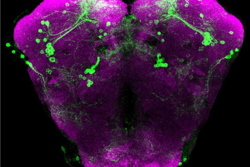 Image shows dopamine neuron clusters in a fruit fly brain.