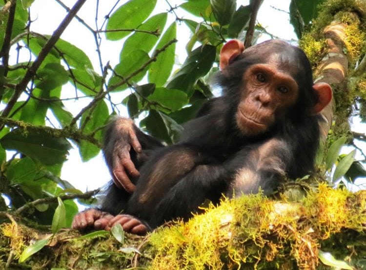 Image of a young chimp.