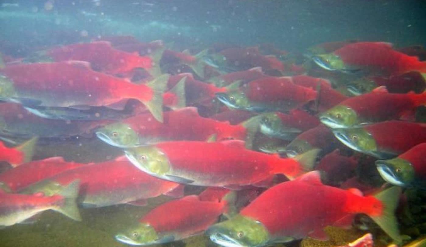 Image shows red salmon swimming in a murky lake.