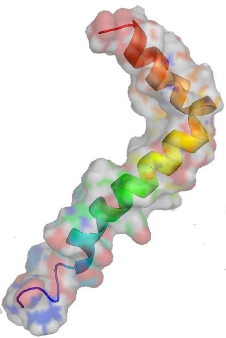Image shows structure of amyloid beta.