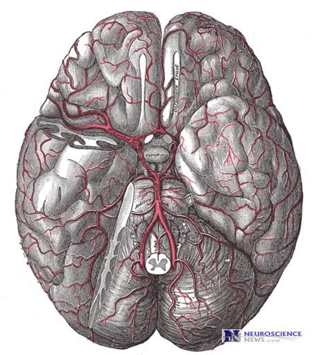 Image shows the blood vessels in the human brain.