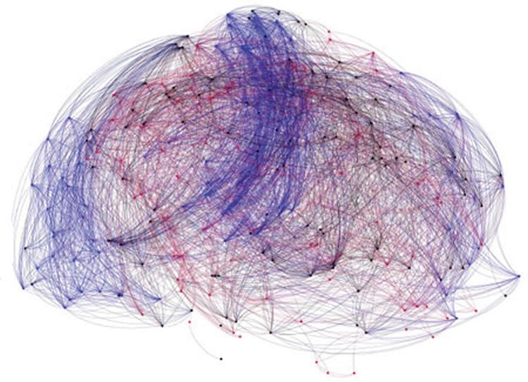 Diagram of neural networks and connector hubs in the brain.