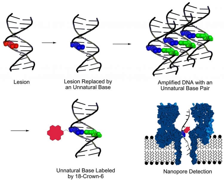 Diagram shows how the new method detects DNA damage that leads to neurological diseases.