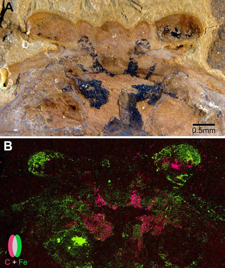 Image shows the fossilized brain.