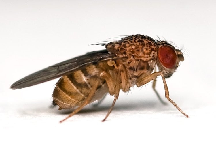 Photo of a fruit fly.