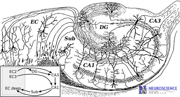 Diagram of a hippocampus.
