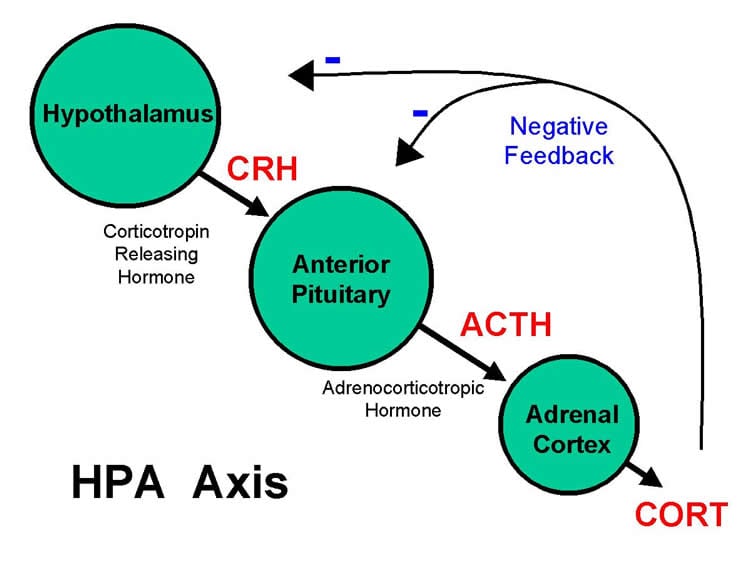 Diagram of the HPA axis.