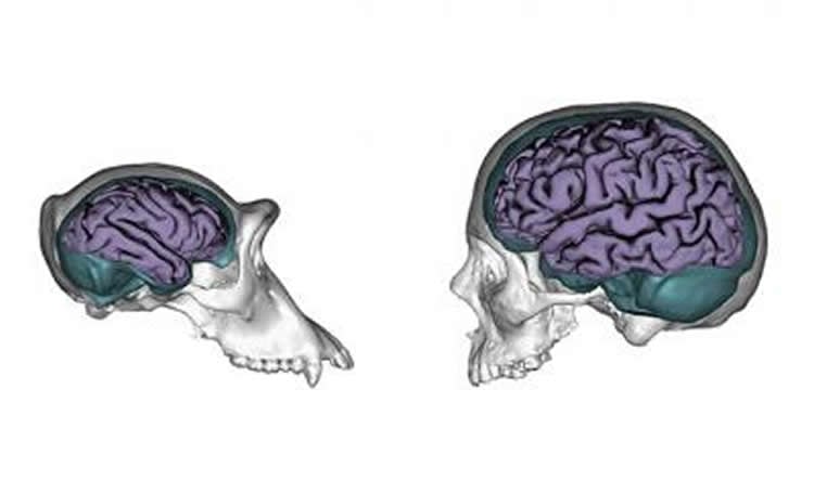 Image shows models of human and chimp skulls with the brains drawn in.