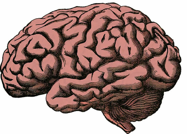 Drawing of a human brain.