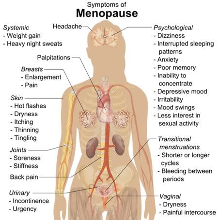 Diagram shows how menopause affects the body.