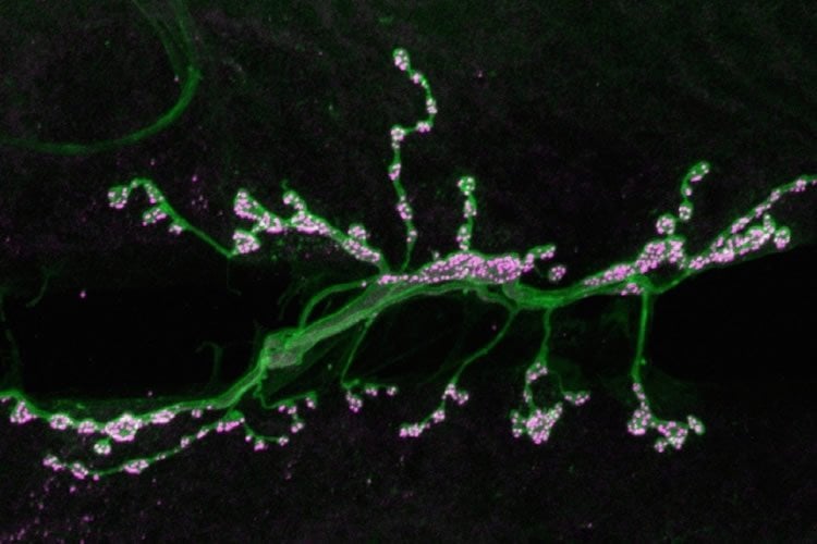 Image of motor neuron synapses.