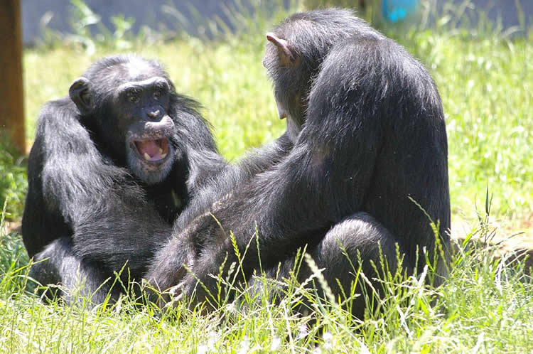 Image shows two chimps.