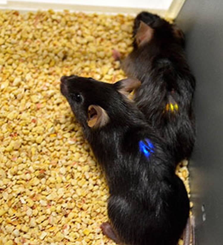 Image shows two rats with the implants.