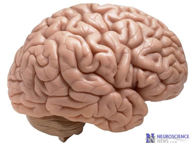 Image of a human brain.