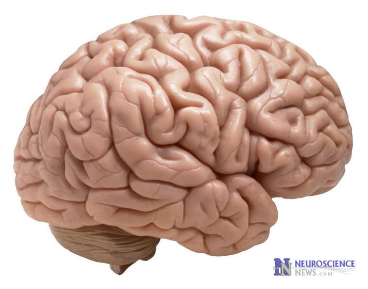 Image of a human brain.
