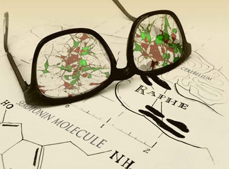 Image shows drawings of serotonin neurons and reading glasses.