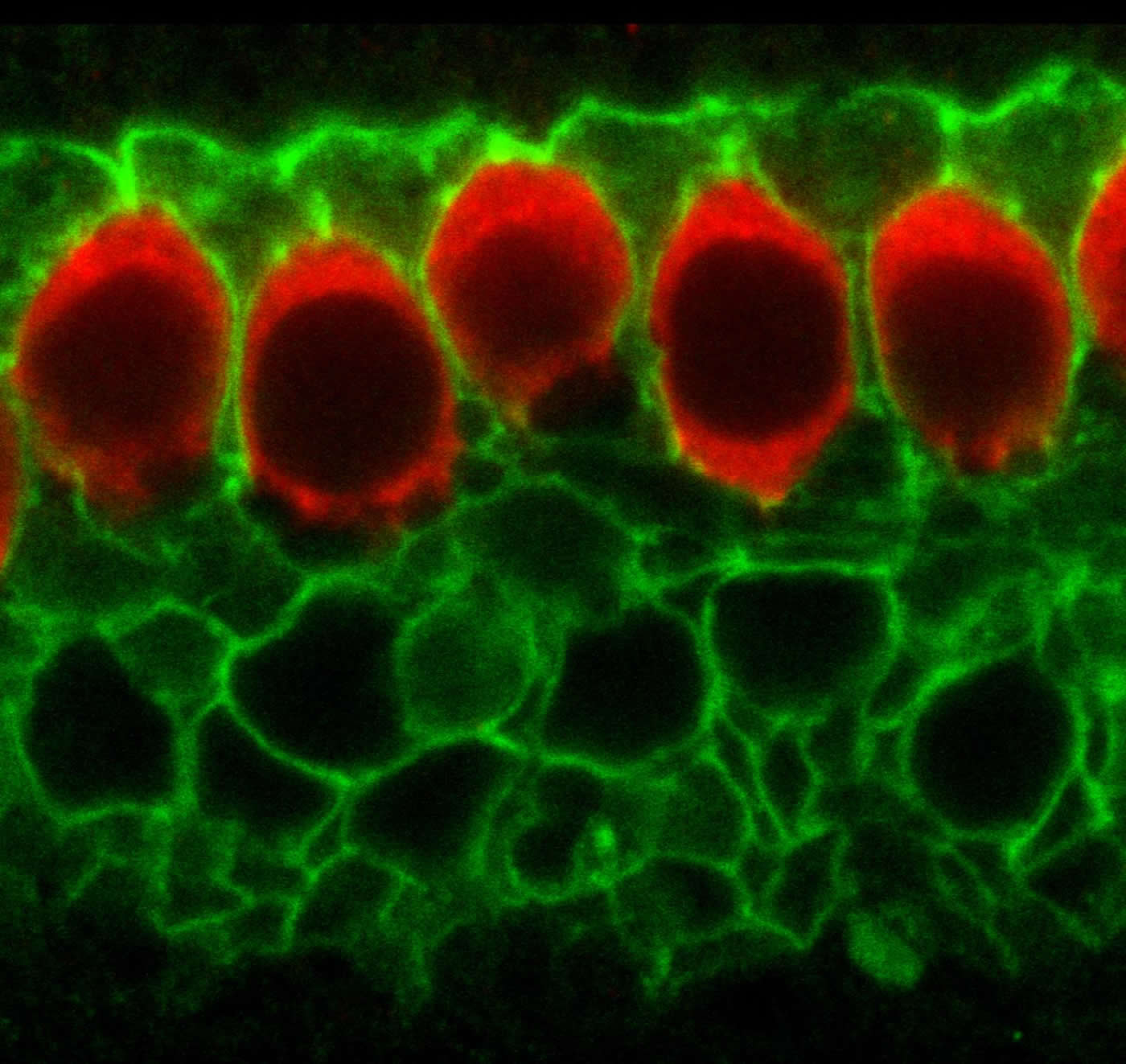 Image shows a cross section of the sensory epithelium of the developing inner ear in a mouse.