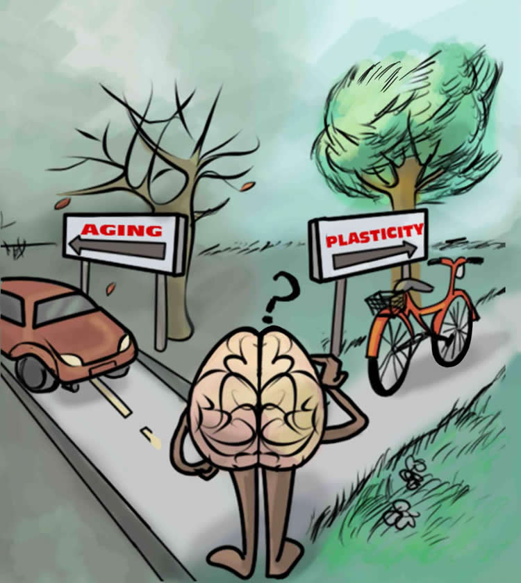 Drawing of a brain standing at a cross roads. One side of the road has a car and a sign that says Aging, the other a bike and a sign that says Plasticity.