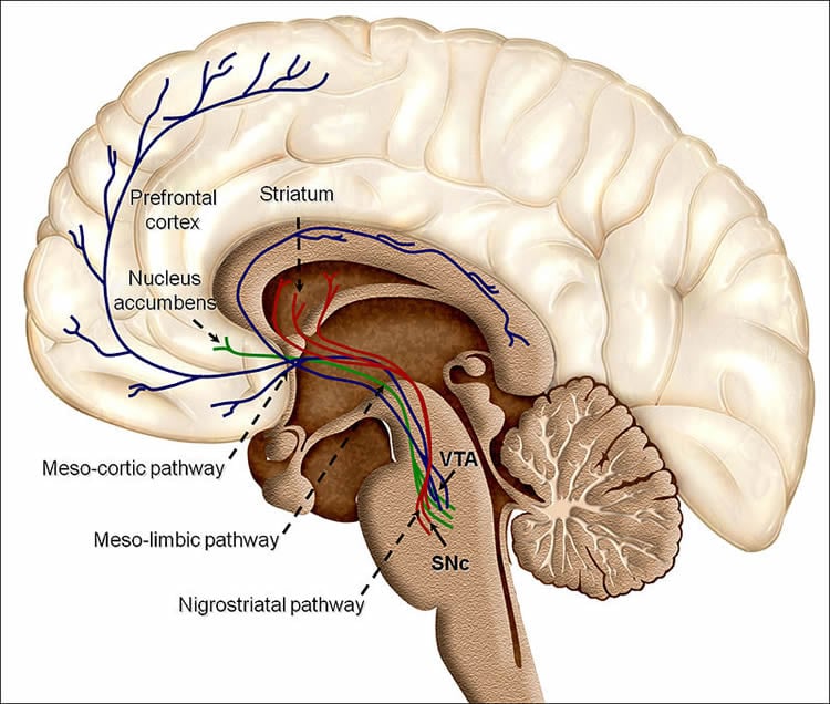 Diagram of the dopamine pathway in the brain.