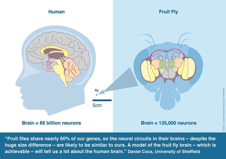 Diagram of a human brain and fly brain.