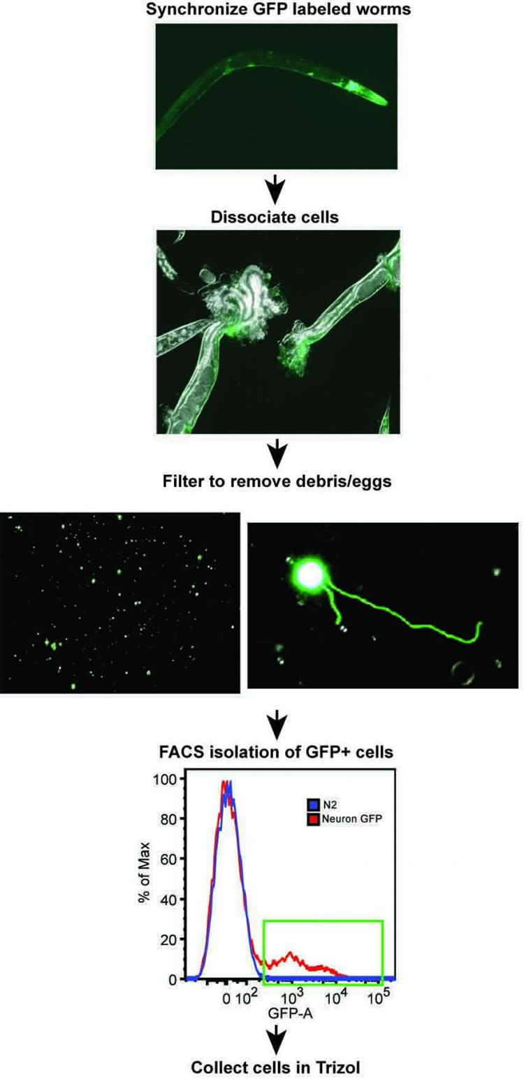 Image shows photos of a C.elegans and the cells.