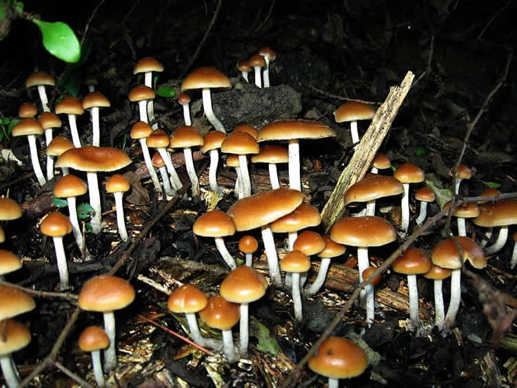 Image shows Psilocybe allenii mushrooms.