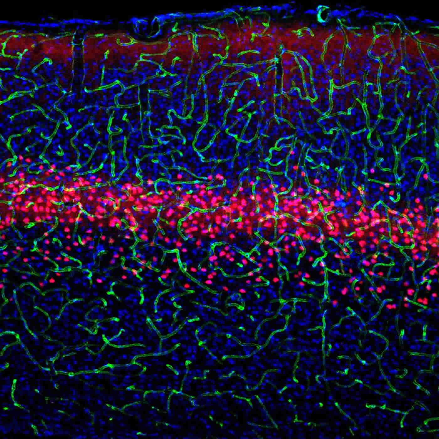 Image of visual cortex neurons.