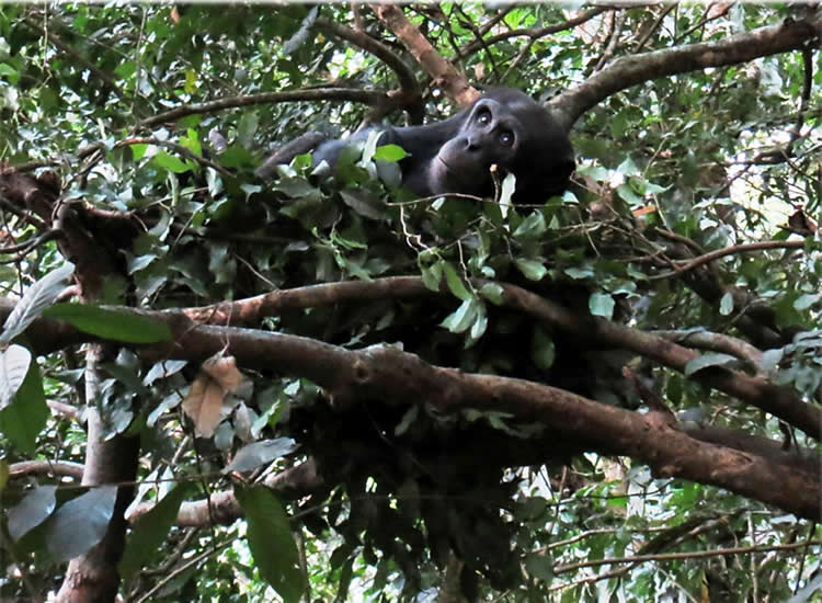 Photo of chimps in a tree.