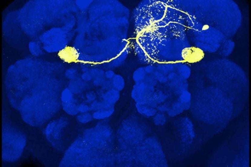 Image shows a dopamine nueon in the mushroom body of the fruit fly.