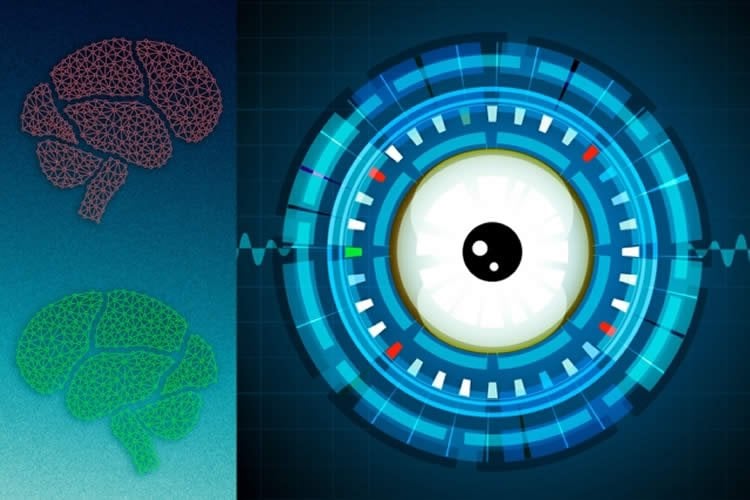 Image shows two brains and a cartoon eye ball.