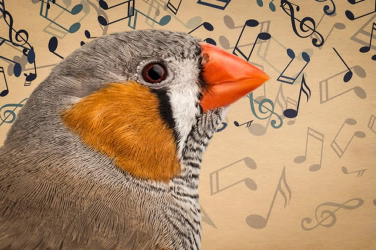 Image of a zebra finch and musical notes.