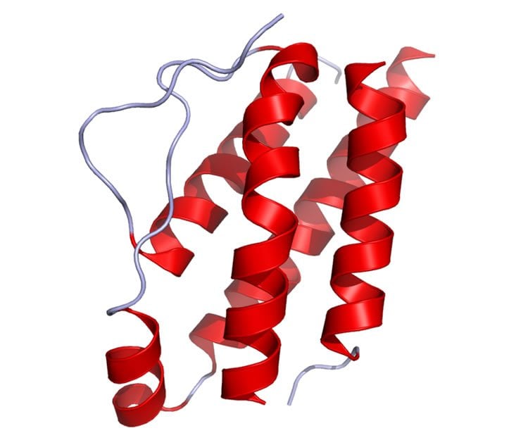 Image shows the structure of IL-2.