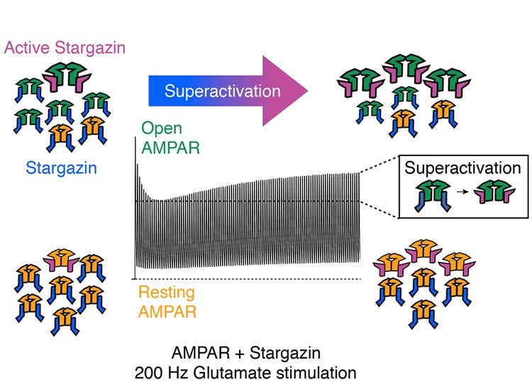 Diagram shows superactivation of ampa receptors.
