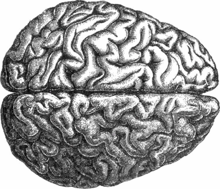 Drawing of a brain.