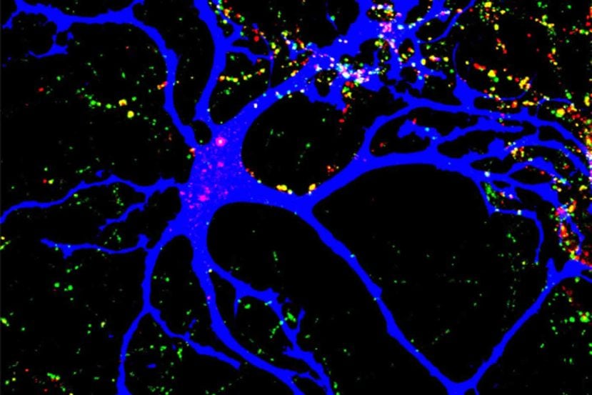 Image shows how astrocytes help build neural connections.