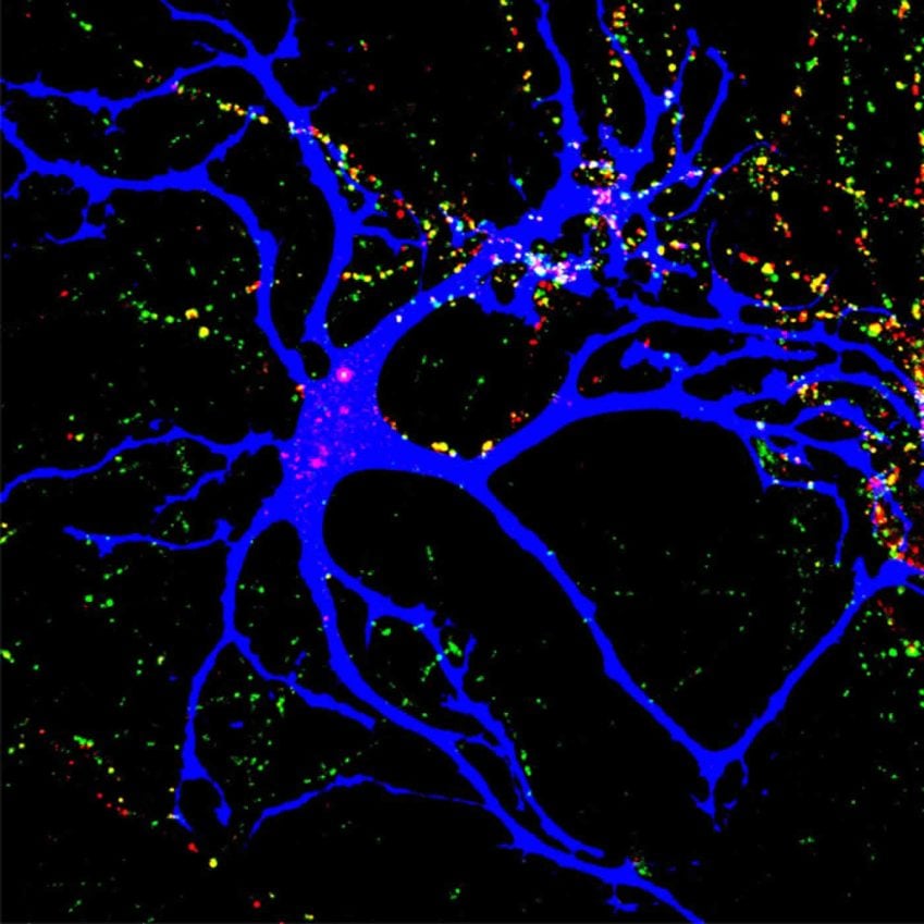 Image shows how astrocytes help build neural connections.
