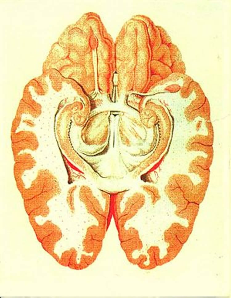 Image shows a cross section of the human brain showing parts of the limbic system from below.