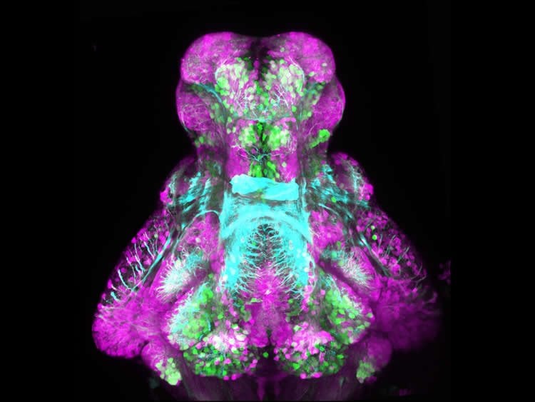Image shows ventral view of a larval wild-type zebrafish brain.