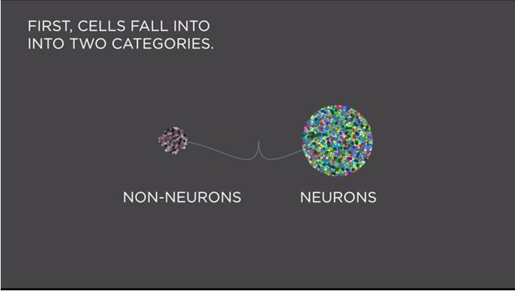 Image shows how cells fall into either the neuron or non-neuron categories.