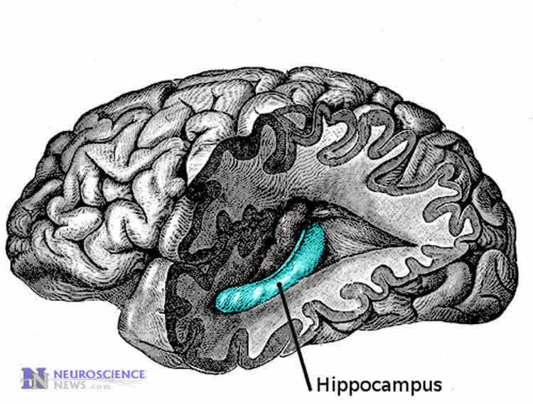Image shows the location of the hippocampus in the brain.