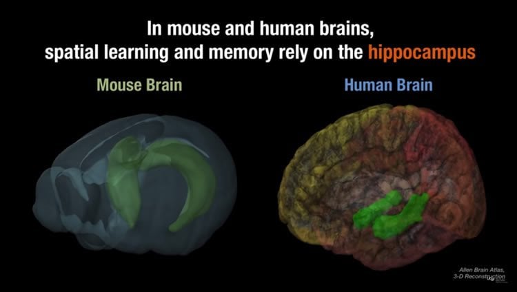 Image shows the differences between a mouse and human hippocampus.