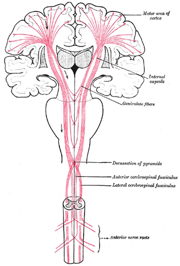 Diagram of motor neurons in spinal cord.
