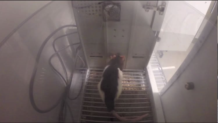 Image shows a rat running through a door in its cage.