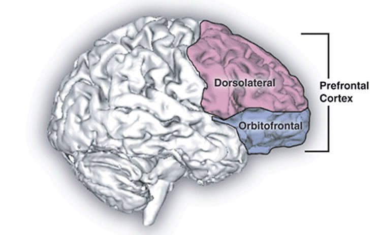 The image shows the location of the prefrontal cortex in the brain.