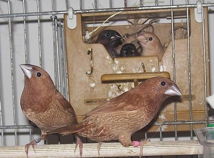 Image shows Society Finches.