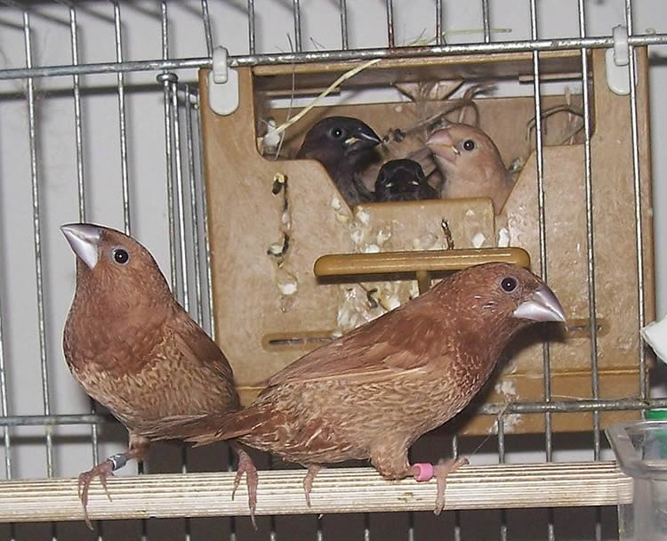 Image shows Society Finches.