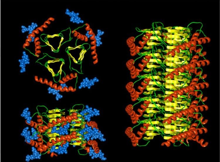 Image shows 3d models of prion structures.