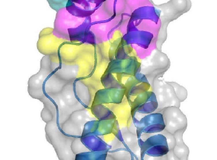 Image shows the 3d structure of a prion.